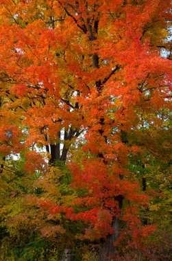 Ontario parkında renkli sonbahar yapraklı güzel bir ağaç.