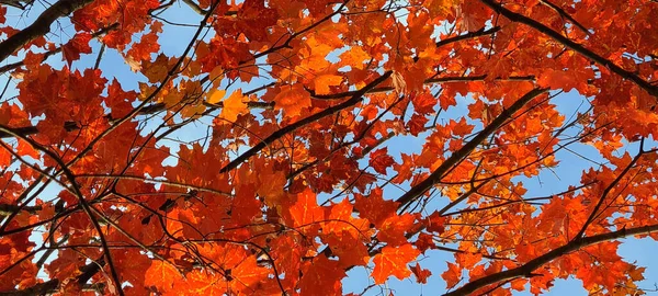 青い空に赤いカエデの葉が — ストック写真