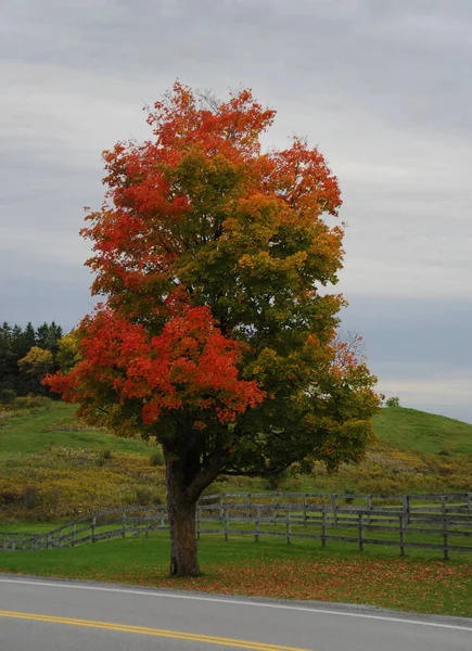 曇りの秋の日にカラフルな秋の木と風景 — ストック写真