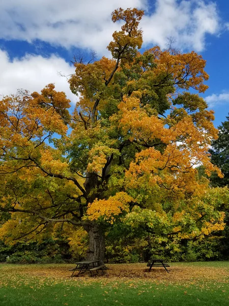 9月の公園で緑黄色の葉を持つ古いオークの木 カナダのオンタリオ — ストック写真