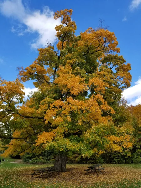 9月の公園で緑黄色の葉を持つ古いオークの木 カナダのオンタリオ — ストック写真