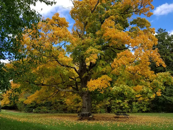 Eylül Parkında Yeşil Yapraklı Yaşlı Meşe Ağacı Ontario Kanada — Stok fotoğraf