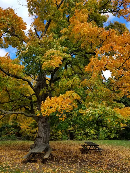 9月の公園で緑黄色の葉を持つ古いオークの木 カナダのオンタリオ — ストック写真