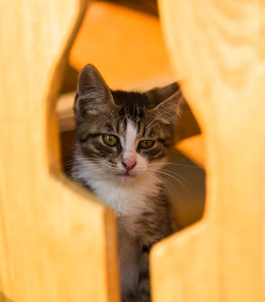 木製の窓を通して見る子猫 — ストック写真
