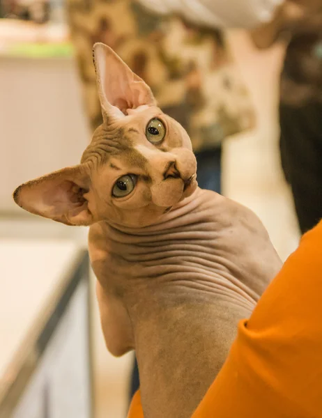 Esposizione del gatto. Gatto della sfinge — Foto Stock