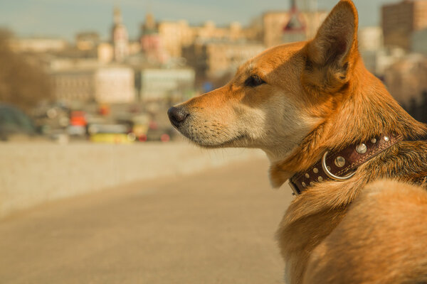 Dog on the background of city