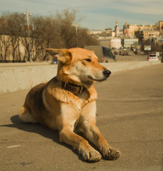 Dog on the background of city — Stock Photo, Image