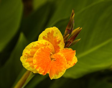 Sarı kehribar canna