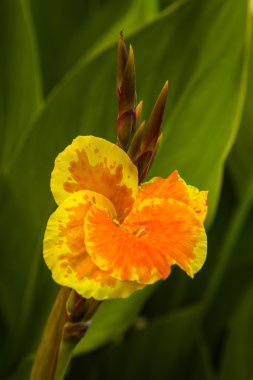 Sarı kehribar canna