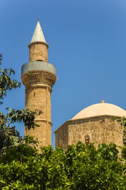 Cami paphis, Kıbrıs