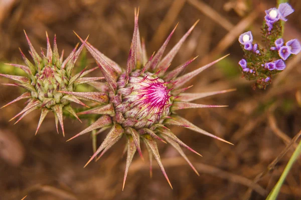 Knospen von Widerhaken — Stockfoto