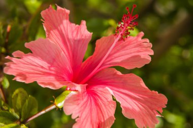 Hibiscus Pembe çiçek