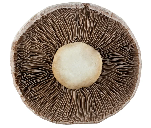 蘑菇；蘑菇 免版税图库图片