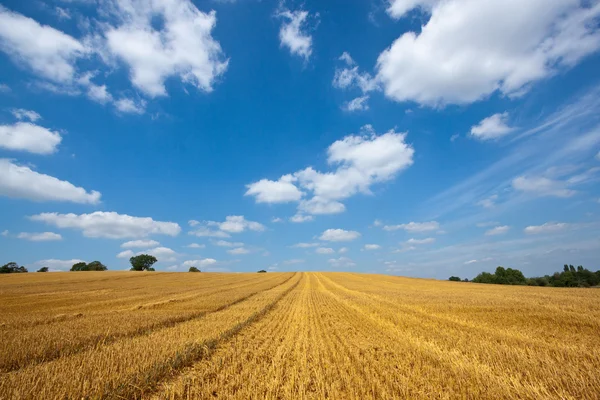 Akkerbouwgewassen landschap — Stockfoto