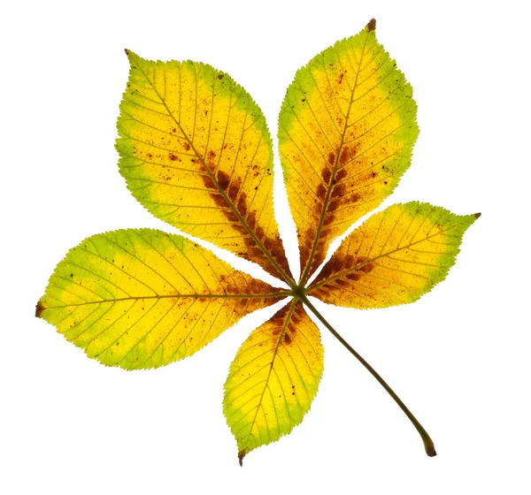 Autumnal Horse Chestnut Leaf — Stock Photo, Image