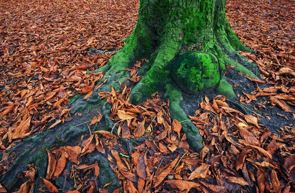 Mossa täckt trädstam — Stockfoto
