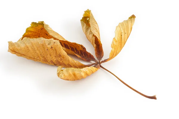Dead Horse Chestnut Leaf — Stock Photo, Image