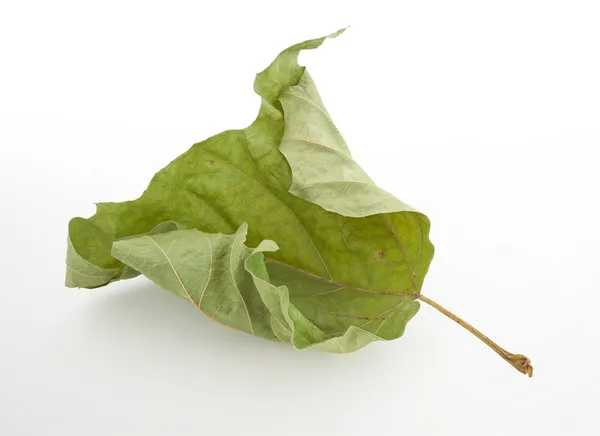 Dead Green Leaf — Stock Photo, Image