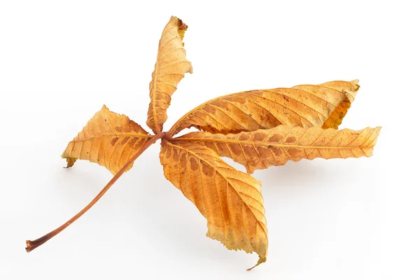 Dead Horse Chestnut Leaf — Stock Photo, Image