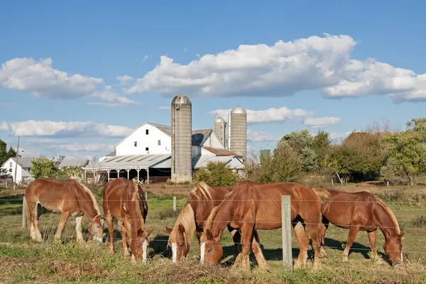 Lancaster county amish çiftlik