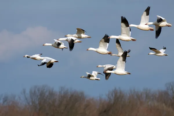 Sneeuwganzen tijdens de vlucht — Stockfoto