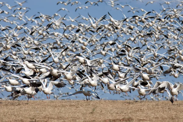 Snow Geese Take Flight — Stock Photo, Image