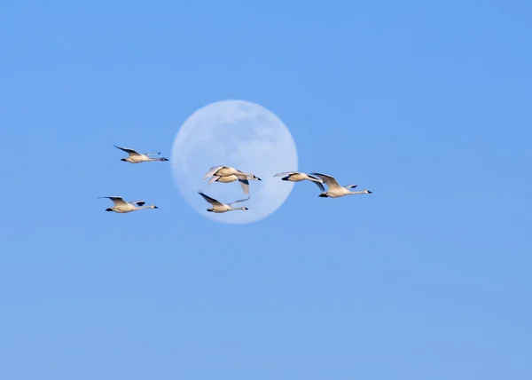 Tundra Swans and Full Moon — Stock Photo, Image
