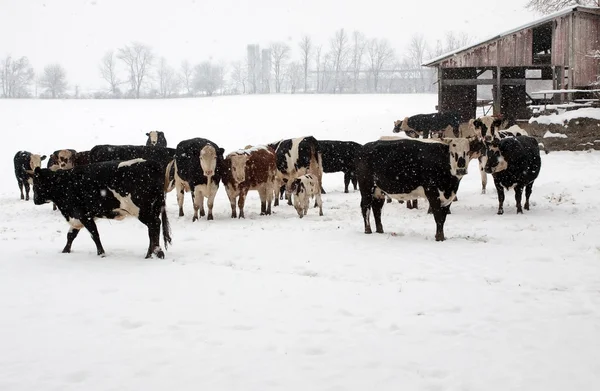 Cattle on a Snowy Day. — Stock Photo, Image