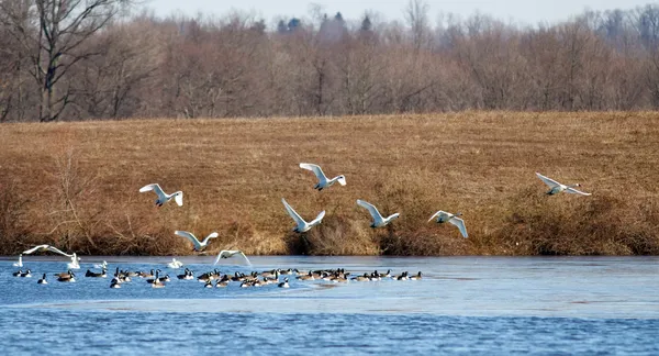 Cisnes de Tundra y Gansos Canadienses — Foto de Stock