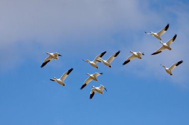 Snow Geese in Flight clipart