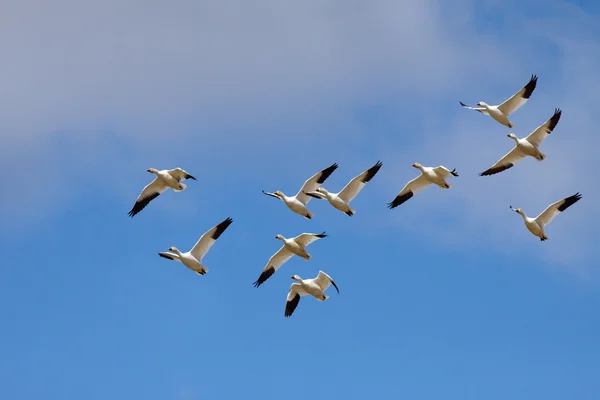 Kar Kazları uçuyor