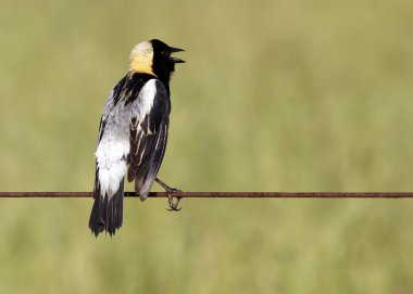 Bobolink şarkı