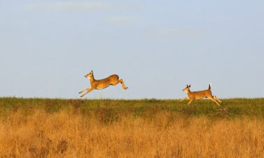 kaçak Whitetail Geyik