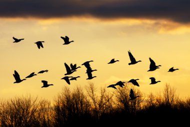 Snow Geese at Sunset clipart