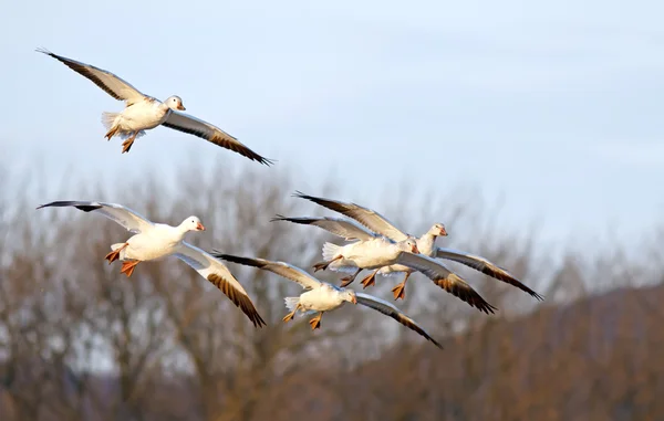 Schneegänse fliegen zur Landung ein — Stockfoto