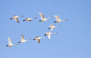 Tundra kuğular uçuş