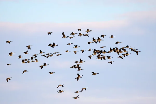 Gansos canadienses en vuelo — Foto de Stock