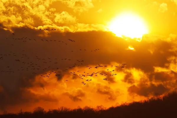 Gansos volando al atardecer —  Fotos de Stock