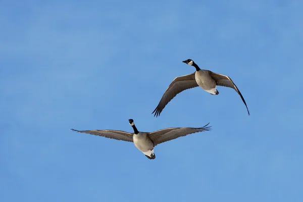 Gansos canadienses en vuelo — Foto de Stock