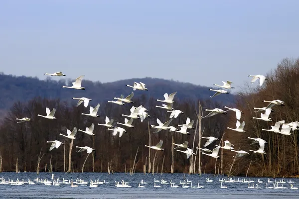 Tundraschwäne fliegen vom See — Stockfoto