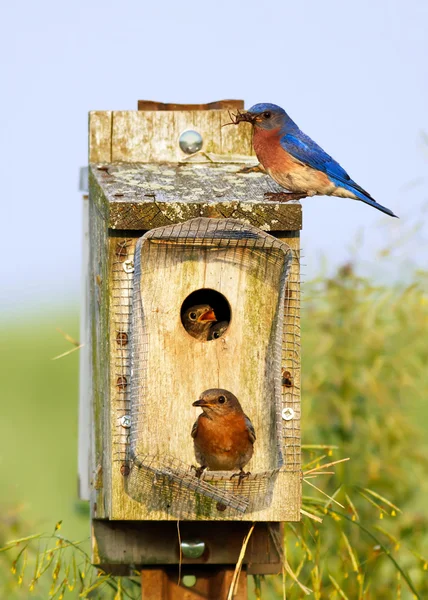 Alimentação de Bluebirds orientais — Fotografia de Stock