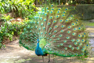 Güzel tüylü kuyruğunu halka açık bir parkta sergileyen zarif bir Hintli erkek tavus kuşu.