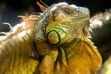 Yaygın iguana portresi halka açık bir parkta dinleniyor. Bu, doğada korunması gereken dinozor sürüngeni kalıntısı.