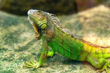 Yaygın iguana portresi halka açık bir parkta dinleniyor. Bu, doğada korunması gereken dinozor sürüngeni kalıntısı.