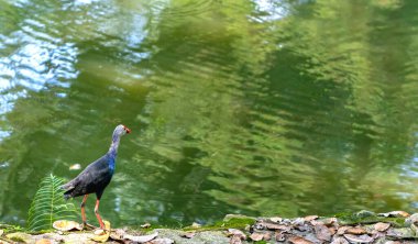 Batılı Swamphen kuşu halka açık bir parktaki nehir kıyısında yiyecek arıyor. Bu, bataklıklarda yaşayan su kuşu familyasından büyük bir kuş.