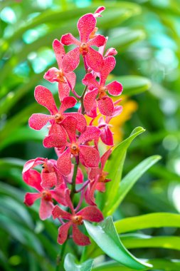 Phalaenopsis orkideleri sabahın erken saatlerinde çiçek açar. Bahçede süslemek için yetişen bir çiçek.