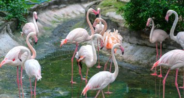 Flamingolar halka açık bir parkta toplanıyorlar. Bu, doğada korunması gereken değerli bir kuş.