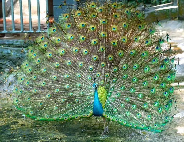 Close Elegante Indiana Masculino Pavão Pássaro Exibindo Sua Bela Cauda — Fotografia de Stock