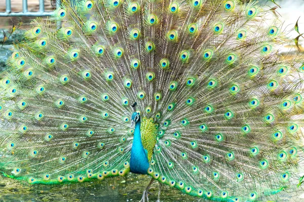 Gros Plan Élégant Oiseau Paon Indien Affichant Belle Queue Plume — Photo