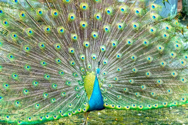 Großaufnahme Eines Eleganten Indischen Pfauenvogels Der Seinen Schönen Federschwanz Einem — Stockfoto